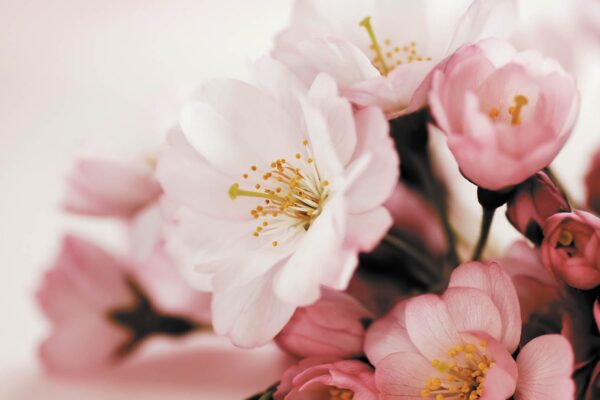Fun Flowers: Specialists in White Rose Bouquets Fun Flowers